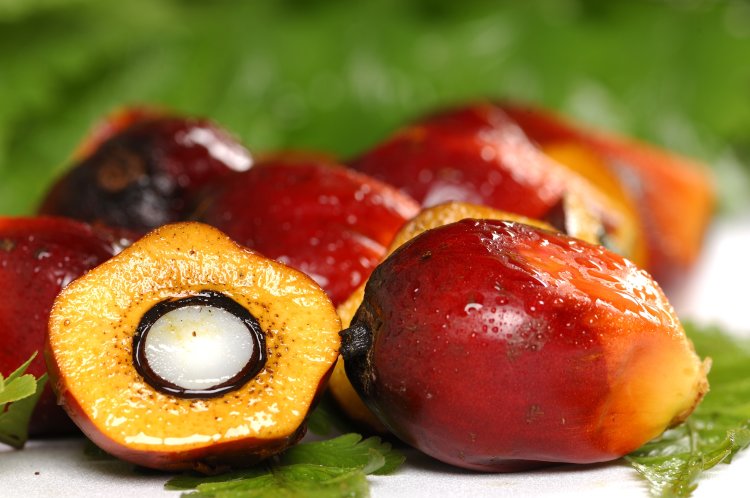 palm-oil-fruit.jpg