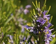 Гель для душа Розмарин и Чайное Дерево Спивакъ, 250 мл.