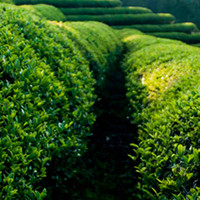 Крем «Зеленый чай» KEYANO AROMATICS, 1,9 л.