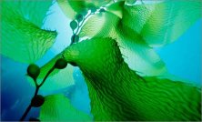 Маска из ламинарии для обертывания, микронизированная AspA Love, 300 гр